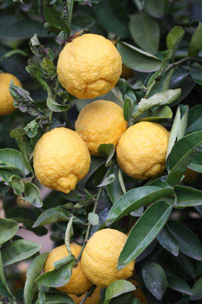            Fruit (Riverside, CA)   